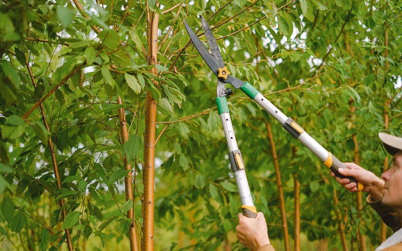 Tree trimming in Coffey, MO